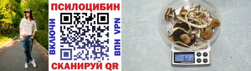 где можно купить   Городовиковск  Псилоцибиновые грибы Cubensis 